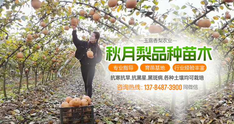 深州市玉露香梨农业开发_醉红颜梨/红焰蜜梨/各类梨苗供应