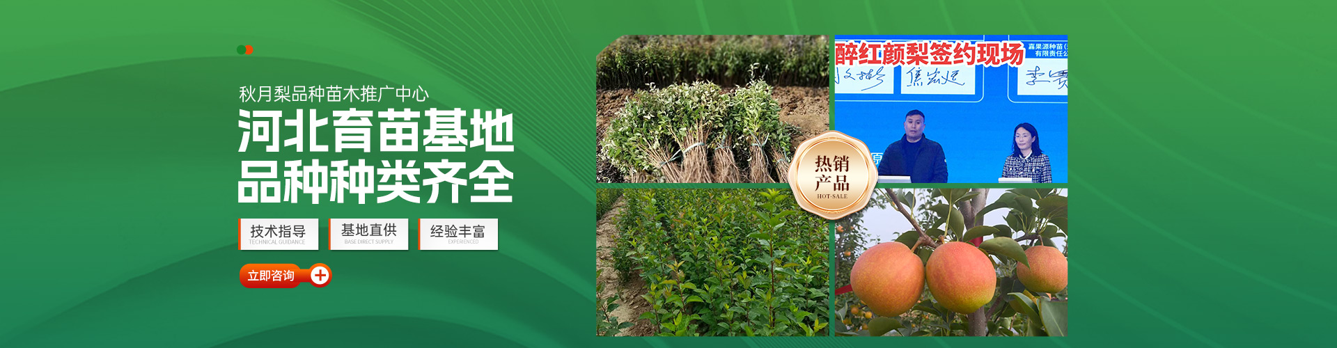 深州市玉露香梨农业开发_醉红颜梨/红焰蜜梨/各类梨苗供应