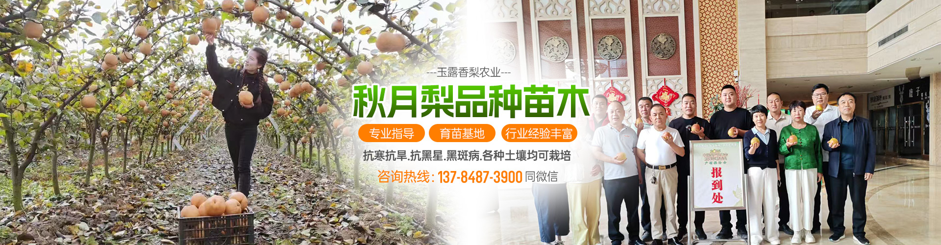 深州市玉露香梨农业开发_醉红颜梨/红焰蜜梨/各类梨苗供应