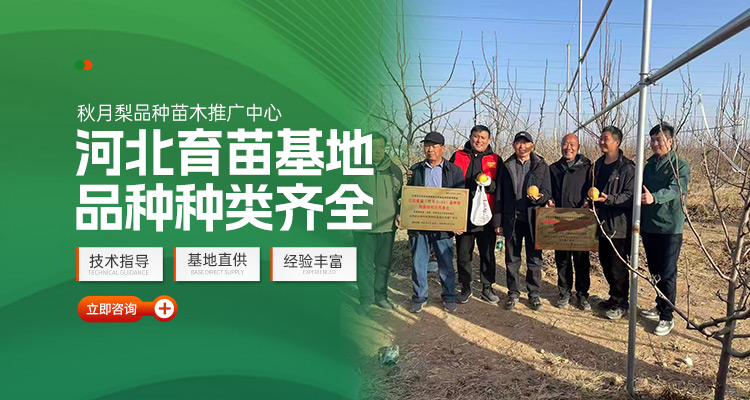 深州市玉露香梨农业开发_醉红颜梨/红焰蜜梨/各类梨苗供应