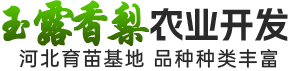 深州市玉露香梨农业开发_醉红颜梨/红焰蜜梨/各类梨苗供应
