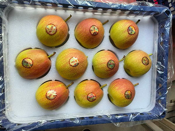 醉红颜梨